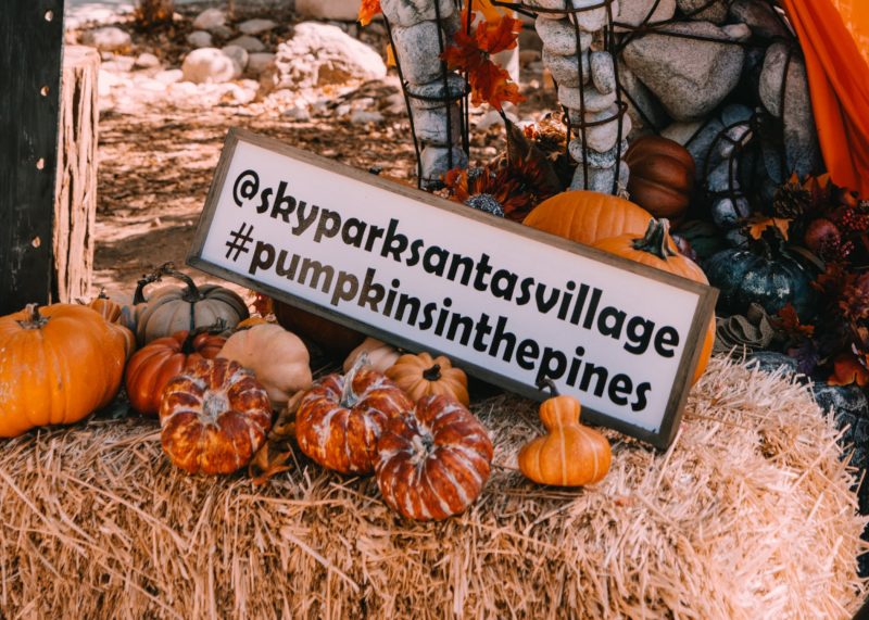 Pumpkins with sign