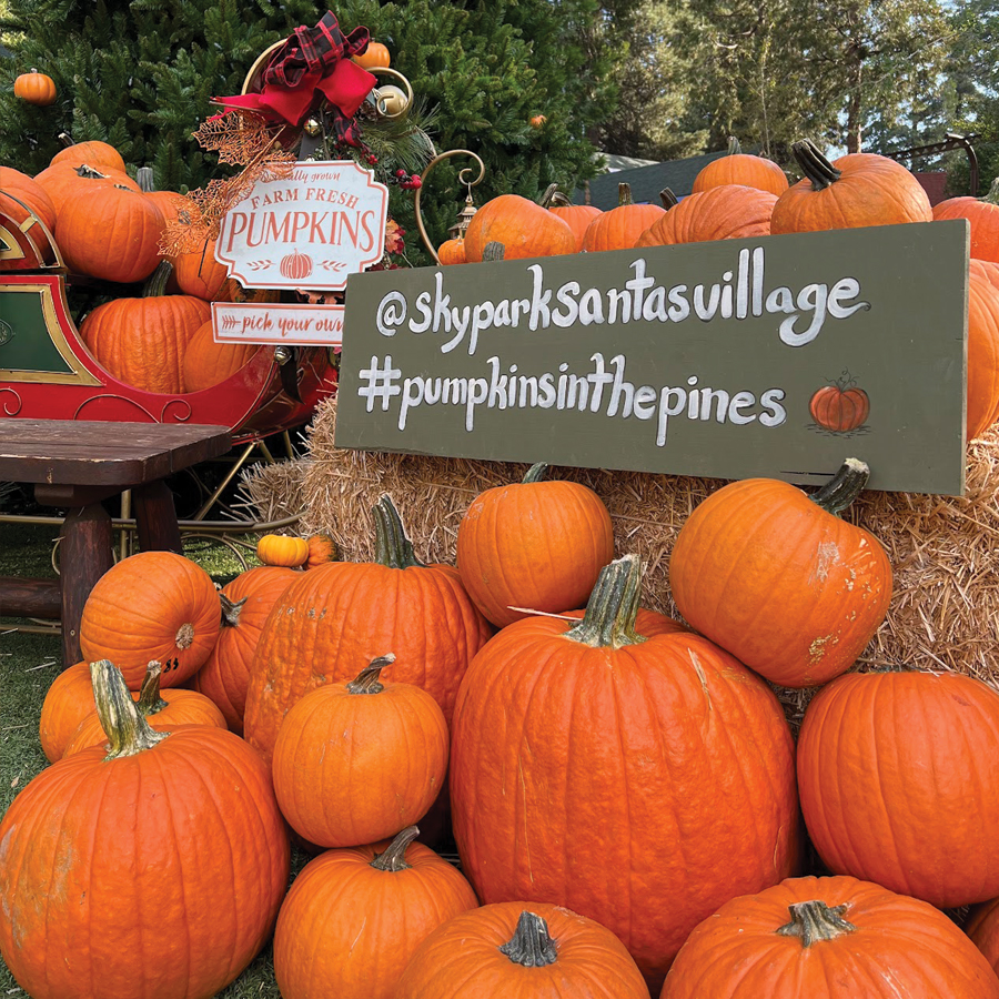 Pumpkin patch with fall decor